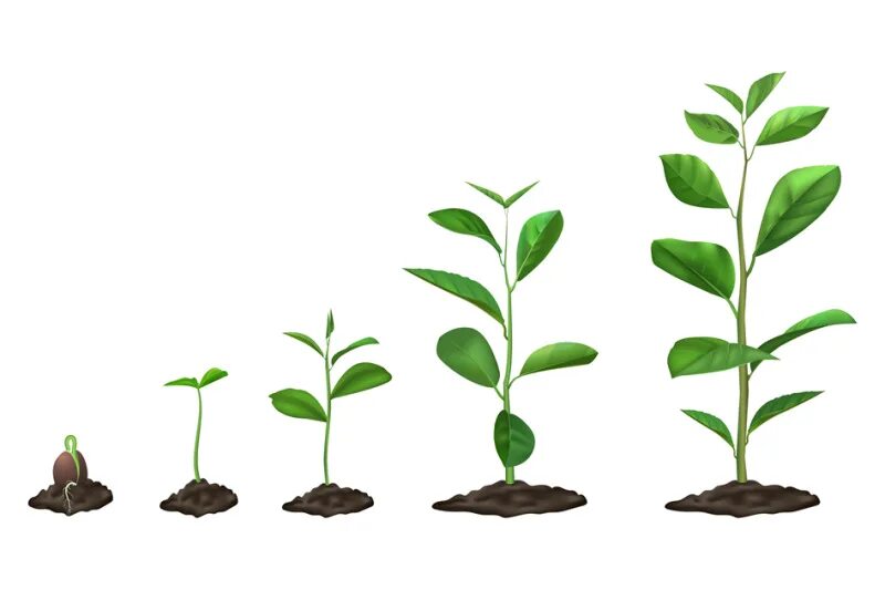 Этапы роста ростка. Этапы роста цветка. Plant growing is. Рост травы. Фитогормон ауксин.
