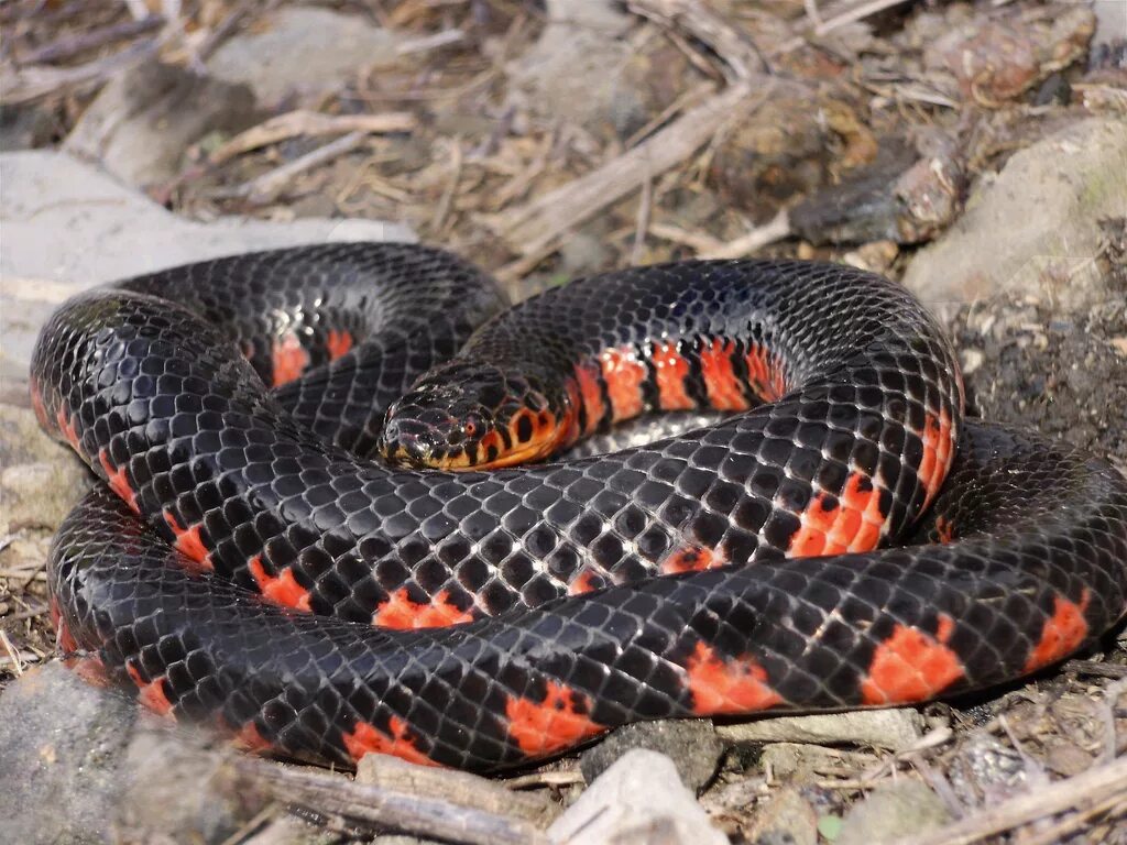 Micrurus nigrocinctus (Girard, 1854) Reptiles and amphibians, Reptile snakes, Sn