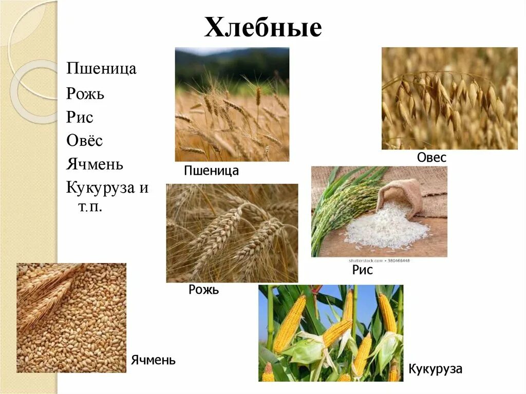 Посеем рожь овес. Рожь и пшеница. Ячмень и пшеница. Овес и пшеница. Рожь пшеница овес.