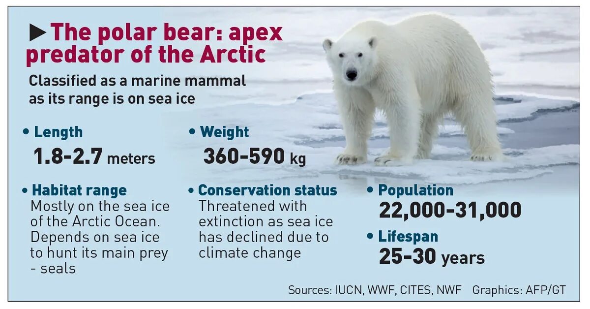 Polar перевод. Polar Bears are endangered. Polar Bear endangered species description Worksheets.