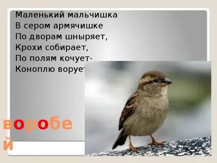 Загадка маленький серенький