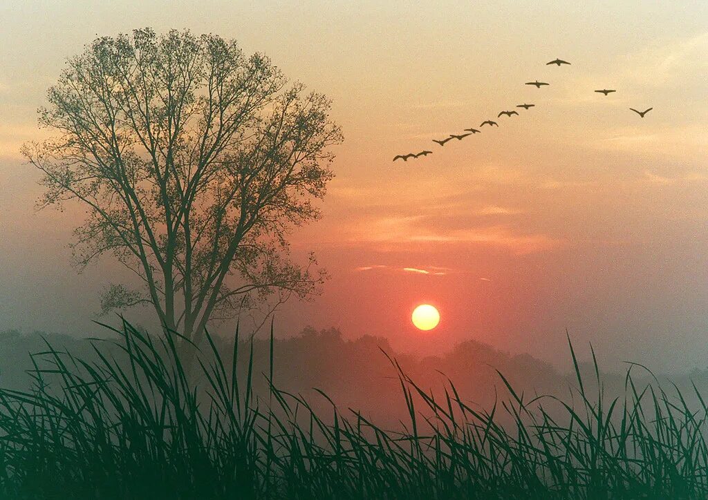 Песня капризный май и теплый вечер. Птицы на Восходе солнца. Чудесный закат. Рассвет солнца.