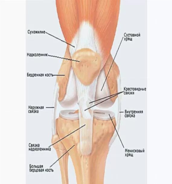 Боль под коленом спереди. Боль под коленным суставом. Задняя часть колена.