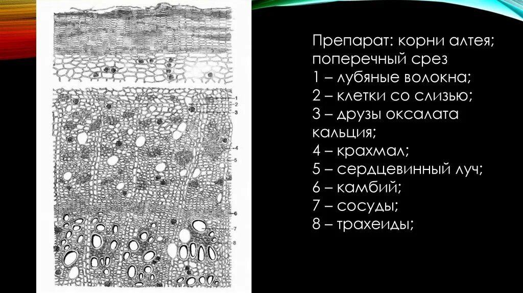 Растения с стержневыми и мочковатыми корнями. Тип корневой системы у тыквы. Месторасположение механической ткани растений биология. Волокна корень. Чемерица лобеля корневища с корнями.