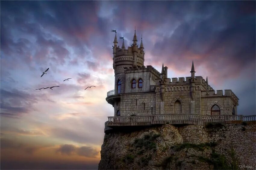 Swallows nest