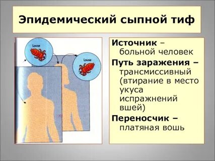 Сыпной тиф инфекции