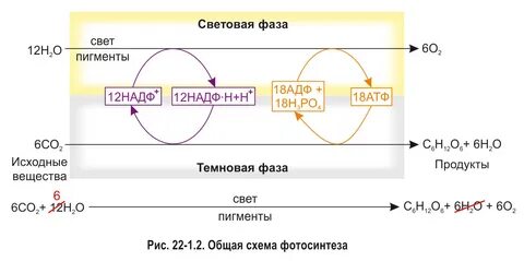 Надф н в фотосинтезе