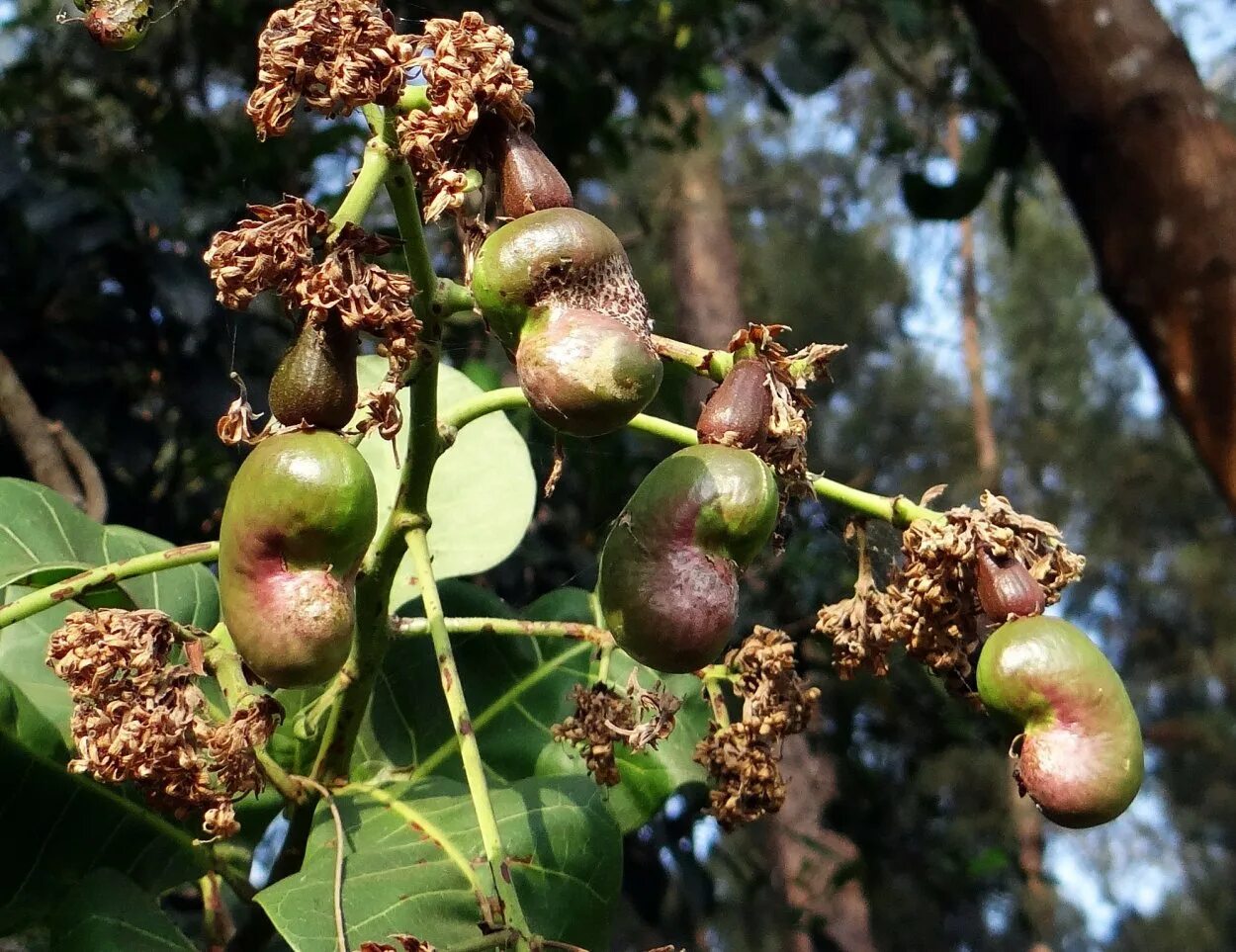 Black walnut дерево. Дерево плоды которого самые мелкие орешки. Дикий грецкий орех. Плод кешью. Дерево плоды которого самые мелкие орешки.