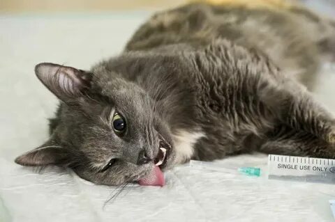 Общий наркоз коту