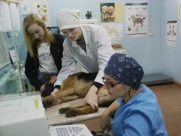 Ветврач после 9 класса