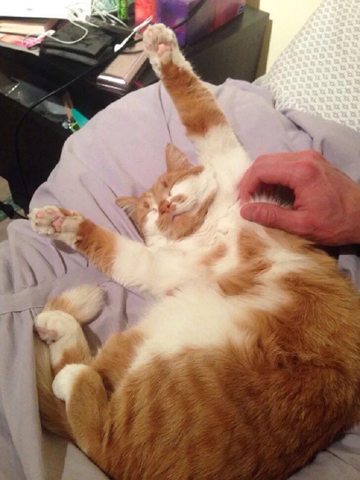 Гладит пузико коту. Толстый хомяк. Пузико картинки смешные. Кот чешет пузо. Беременные животики.