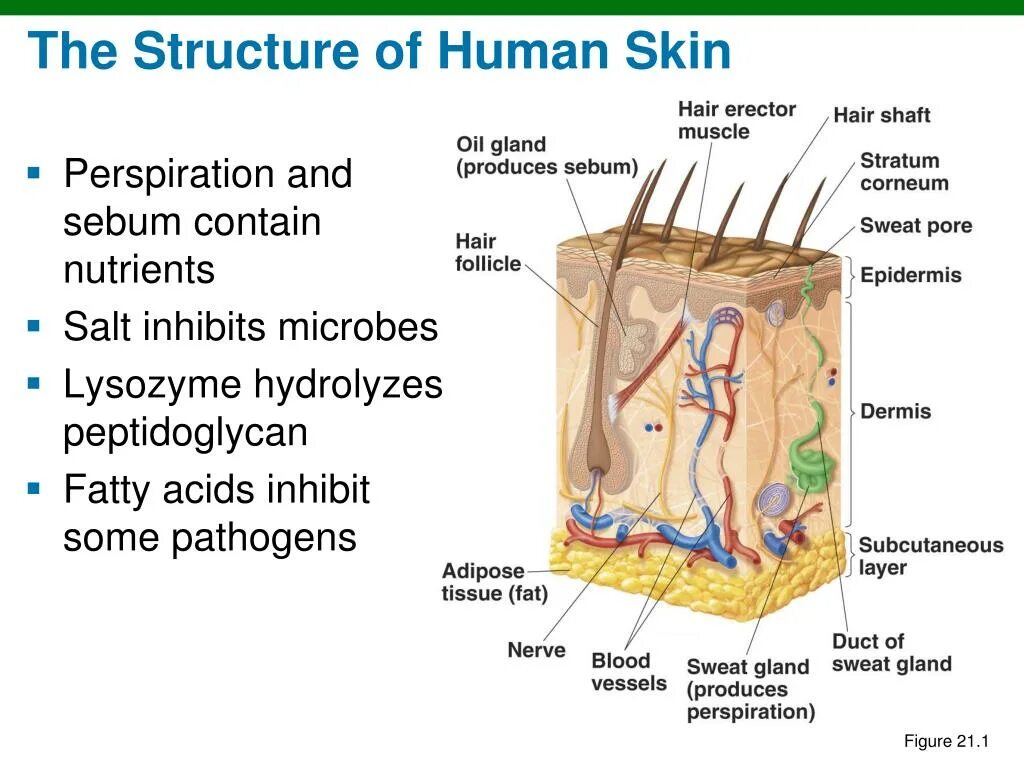 The structure of Human Skin. Skin structure and functions. Epidermis structure. The Skin презентация. Human structure