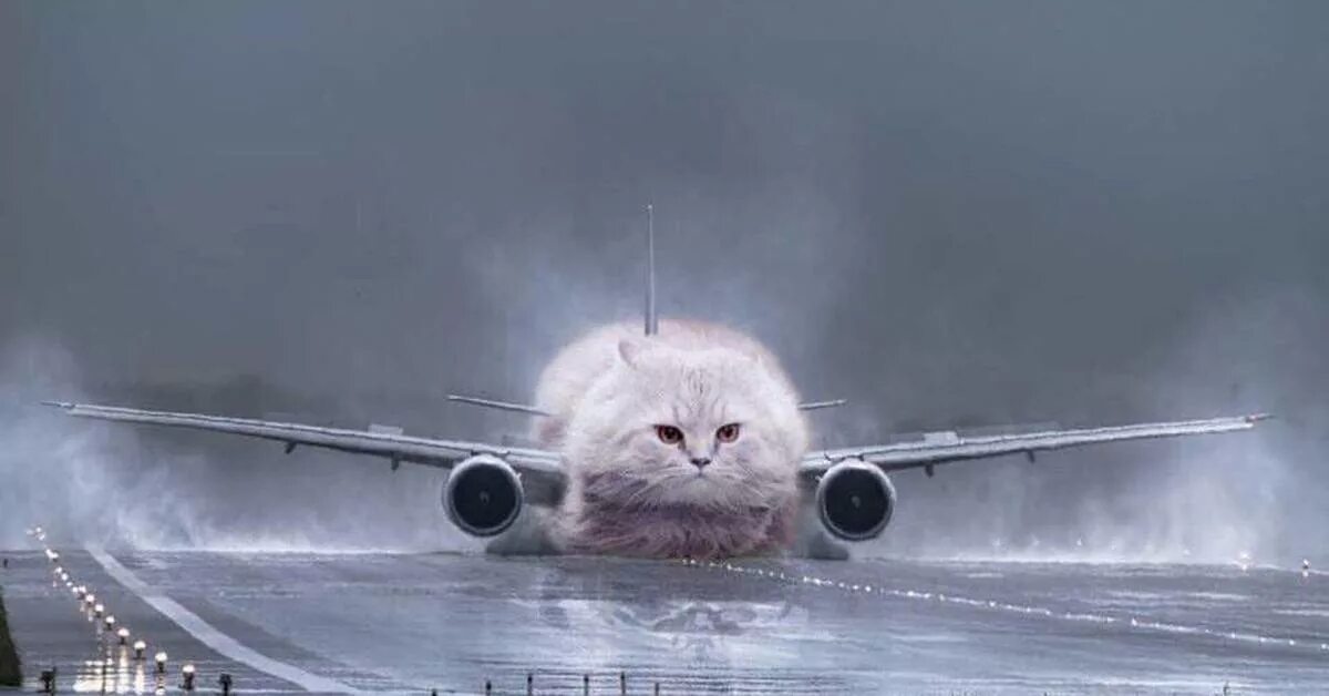 Кот летит мем