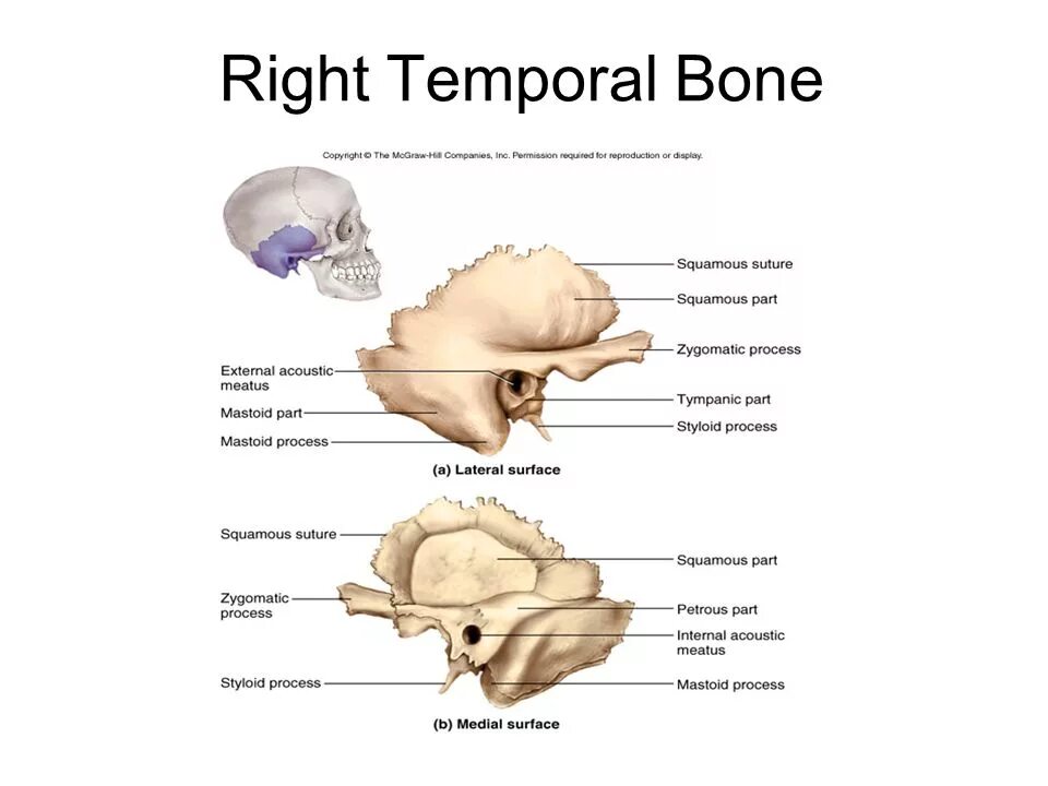 Височная кость анатомия строение. Petrous Part of the temporal Bone. Чешуя височной кости. Каналы височной кости картинки.