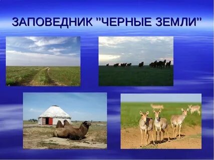 Какой заповедник создан в зоне пустынь
