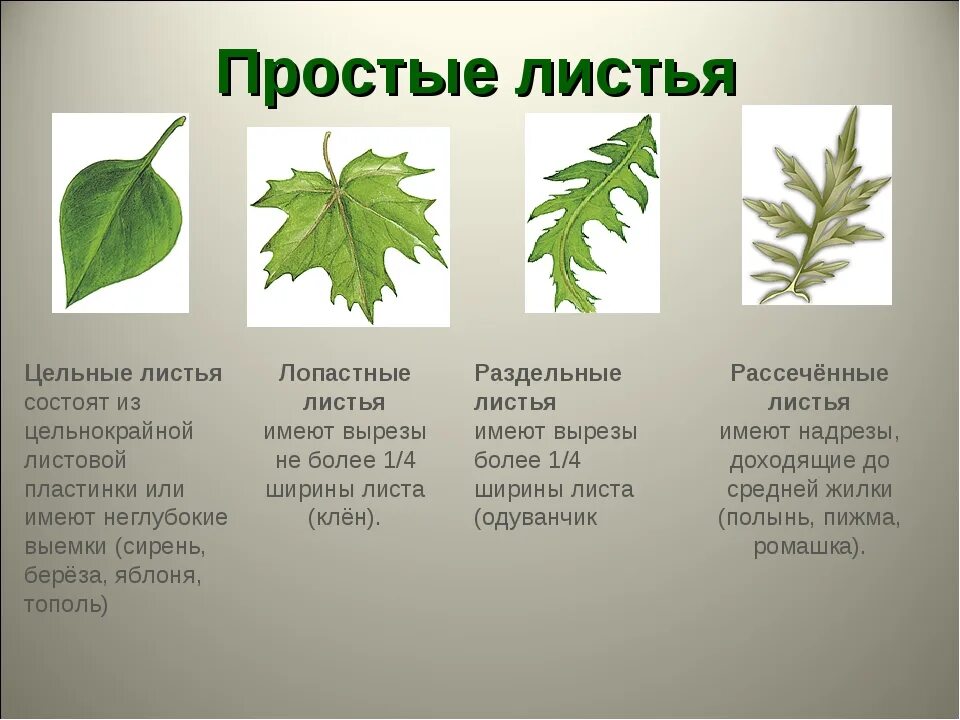 Лопастные раздельные рассеченные листья. Форма листа клёна перисто лопастная. Перисто рассеченные листья. Перисто-рассечённые рассечённые листья. Какой лист называют сложным