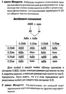 Фенотип первого поколения
