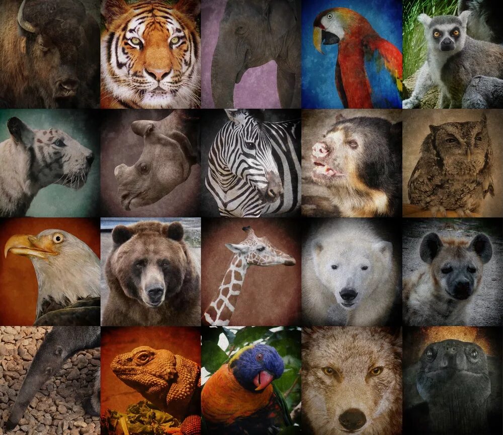 Many animal owners. Множество животных. Животные коллаж. Много зверей. Много видов животных.