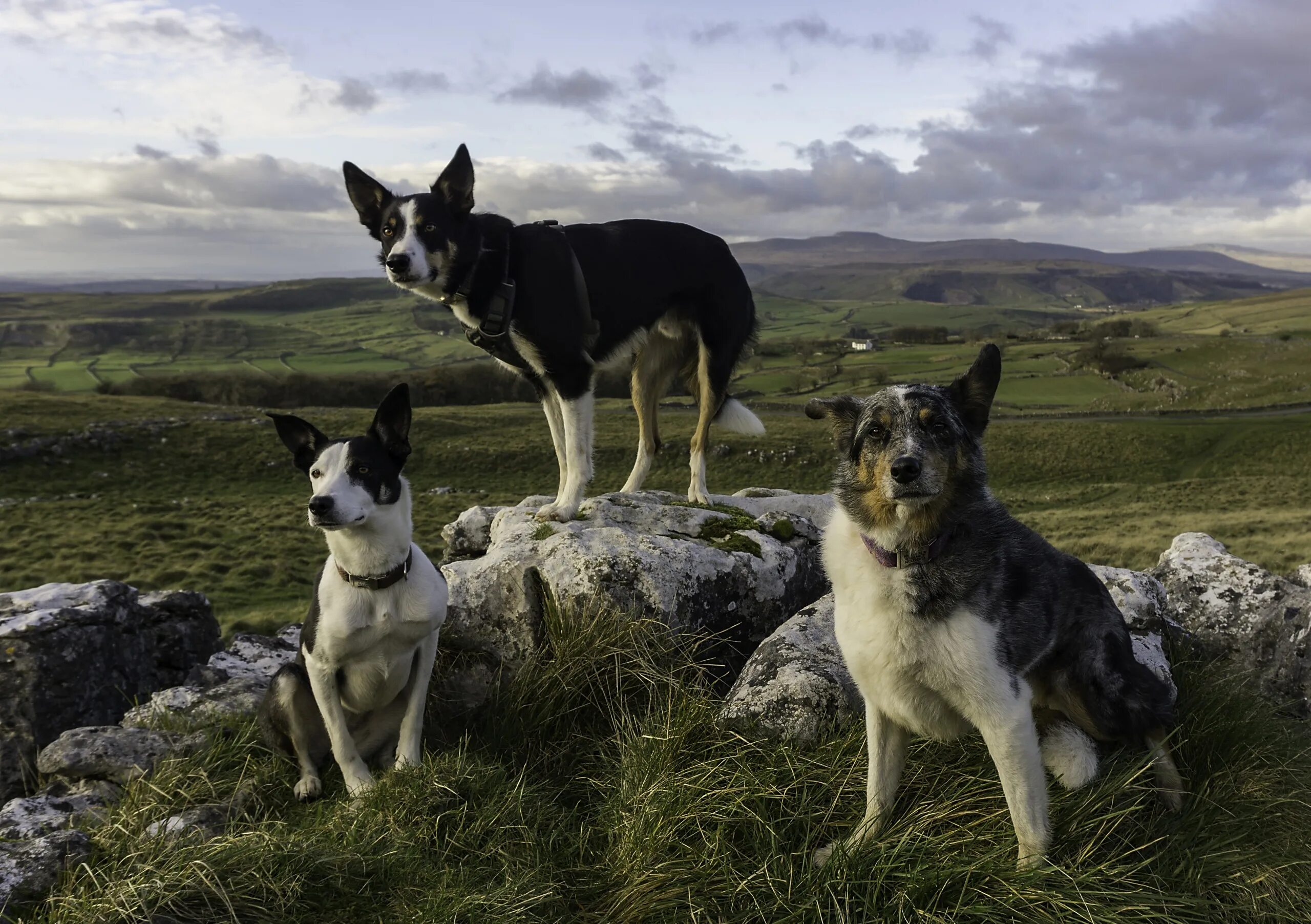 Бордер колли щенки. Бордер колли семья. Доберман породы собак германии. Три собаки сидят. Обои с тремя собаками.
