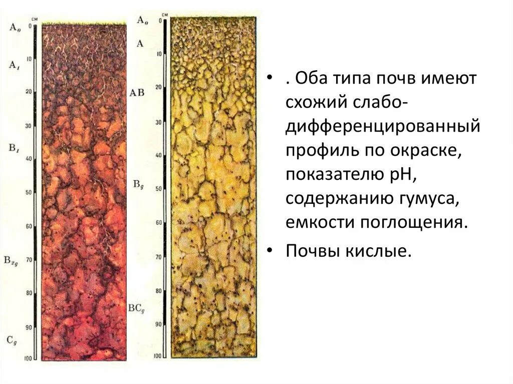 Преобладание коричневых почв. Гумусовый Горизонт бурых почв. Серо бурые , сероземы почвы почвенный профиль. Красноземы и желтоземы. Ферраллитные и красно-бурые почвы.