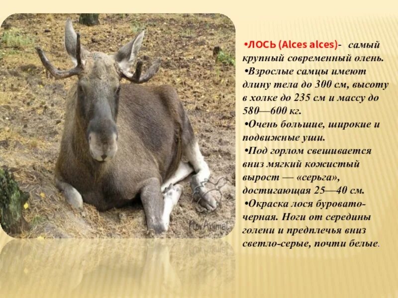 Проект лось