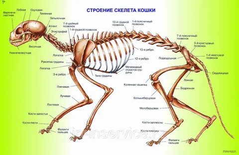 Грудина кошки