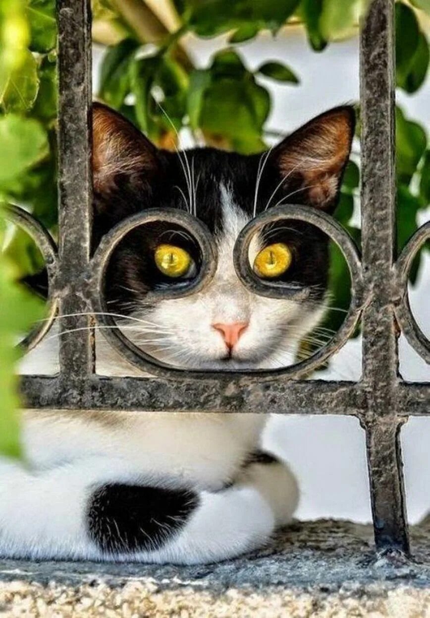 Котики смешные. Прикольный кот. Любопытная кошка. Любопытный котенок.