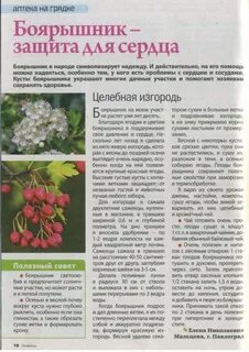 Что делают с боярышником ягодами