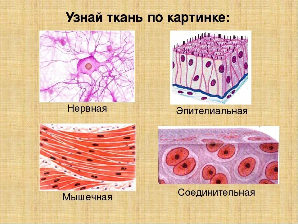 Ткани эпителиальная соединительная мышечная нервная. Соединительная ткань мышечная ткань нервная ткань. Эпителиальная и соединительная ткань. Ткань 1)  соединительная 2)  эпителиальная. Ткани животных организмов