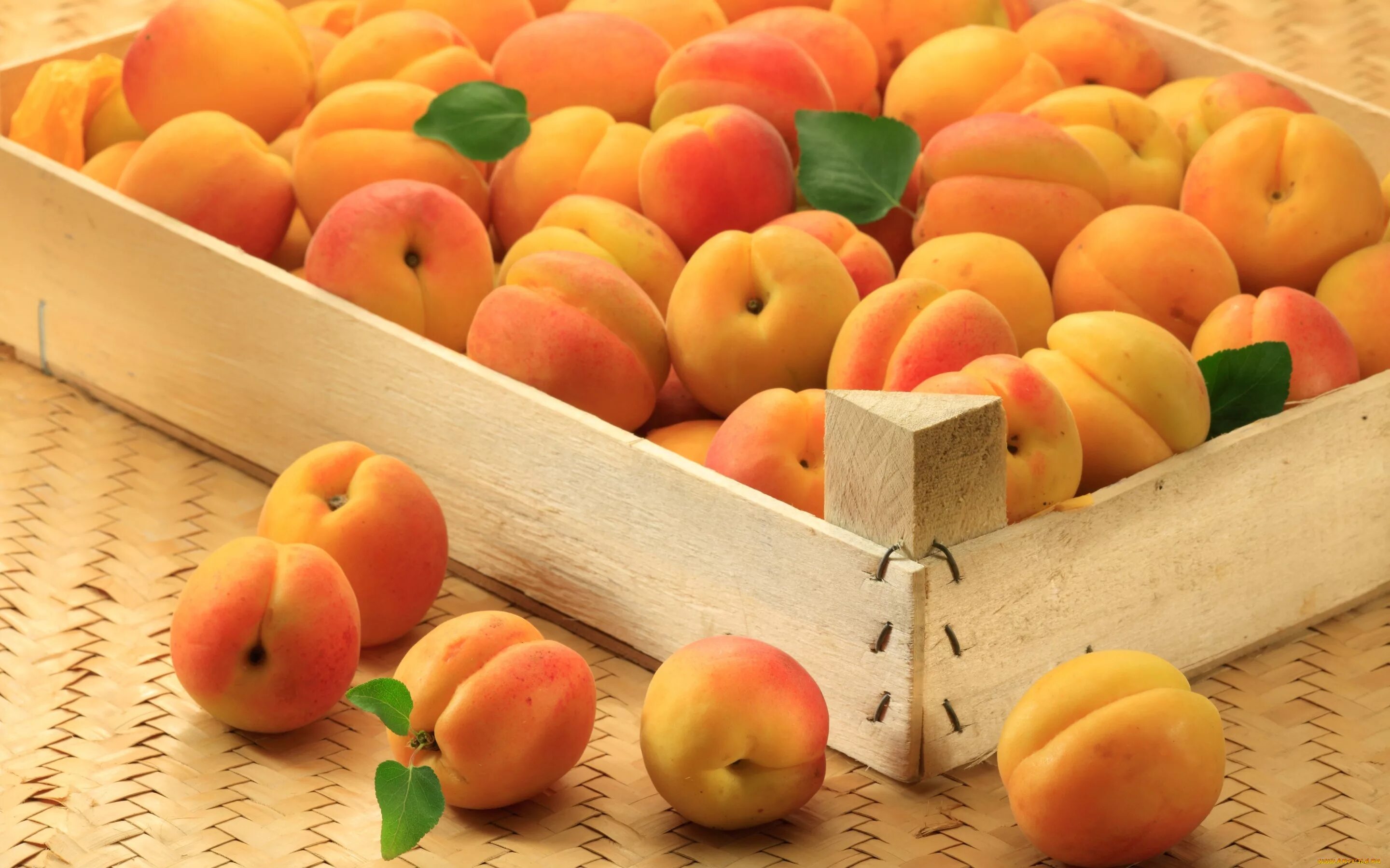 Peach apricot