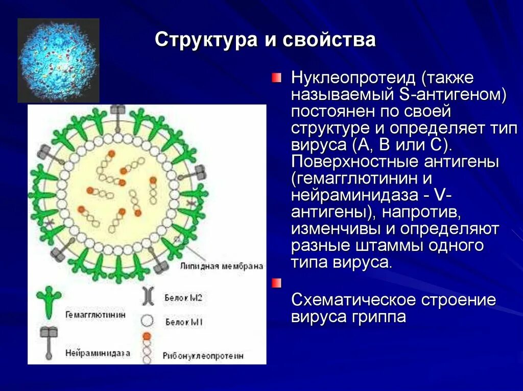 Антигенная структура гриппа. Антигенная структура вируса гриппа схема. Антигенное строение вируса гриппа. Вирус гриппа строение антигенная структура.