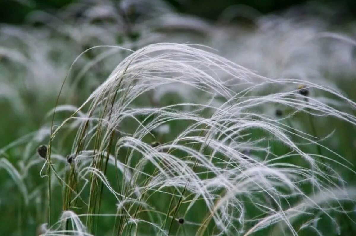 Ковыль перистый (Stipa pennata). Ковыль перистый (Stipa pennata l.). Ковыль ареал.