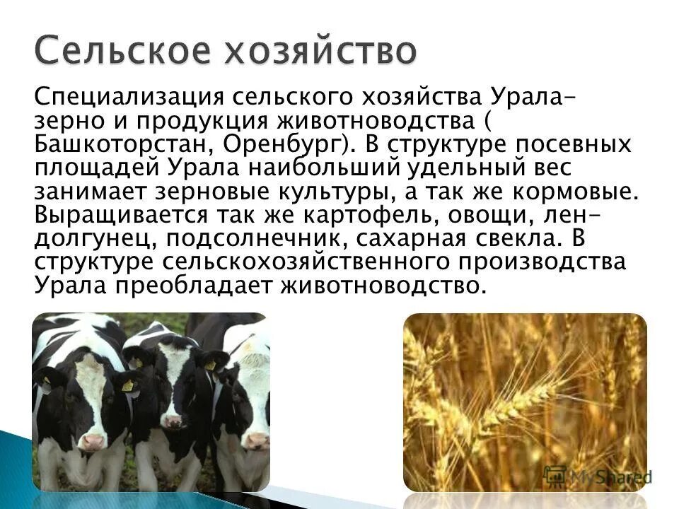 Животноводство пермского края 4 класс