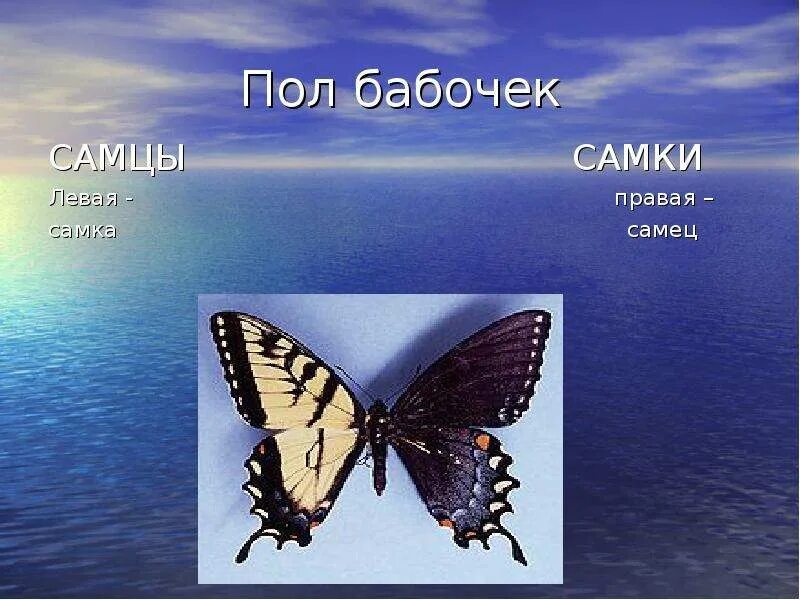 Пол у самок бабочки. Пол бабочки. У бабочек есть пол. Как отличить пол бабочки. Определение пола у бабочек.