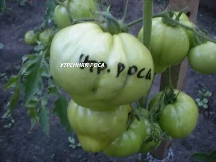 Сорта томатов утренняя роса
