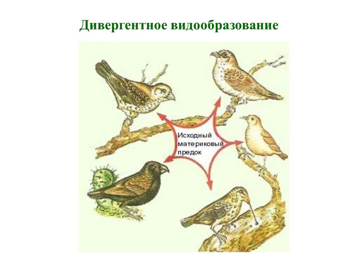 Галапагосские вьюрки видообразование. Галапагосские вьюрки Дарвина. Видообразование вьюрки Дарвин. Видообразование Вьюрков на Галапагосских островах. Дивергентная форма