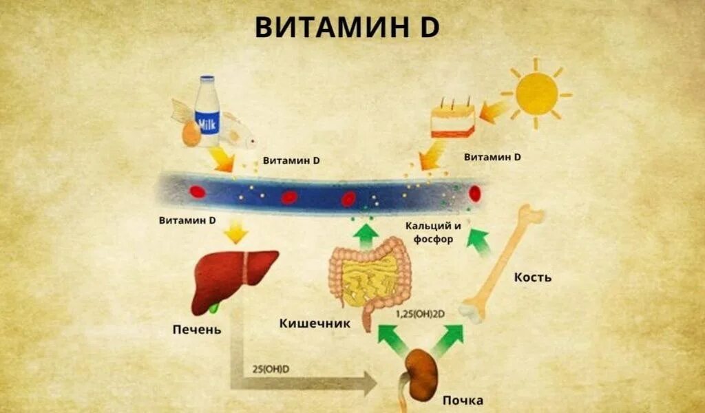 Где происходит синтез витаминов. Биосинтез витамина d. Витамин д синтезируется. Синтез витамина д. В коже синтезируется витамин д.