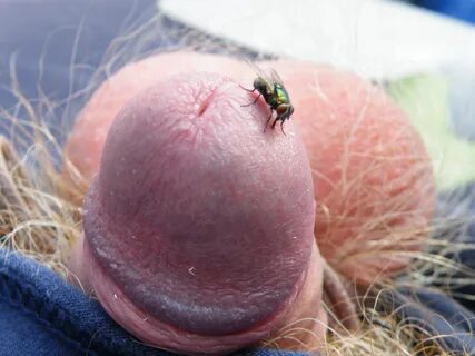 FLY close up - one first visitor - 2045 