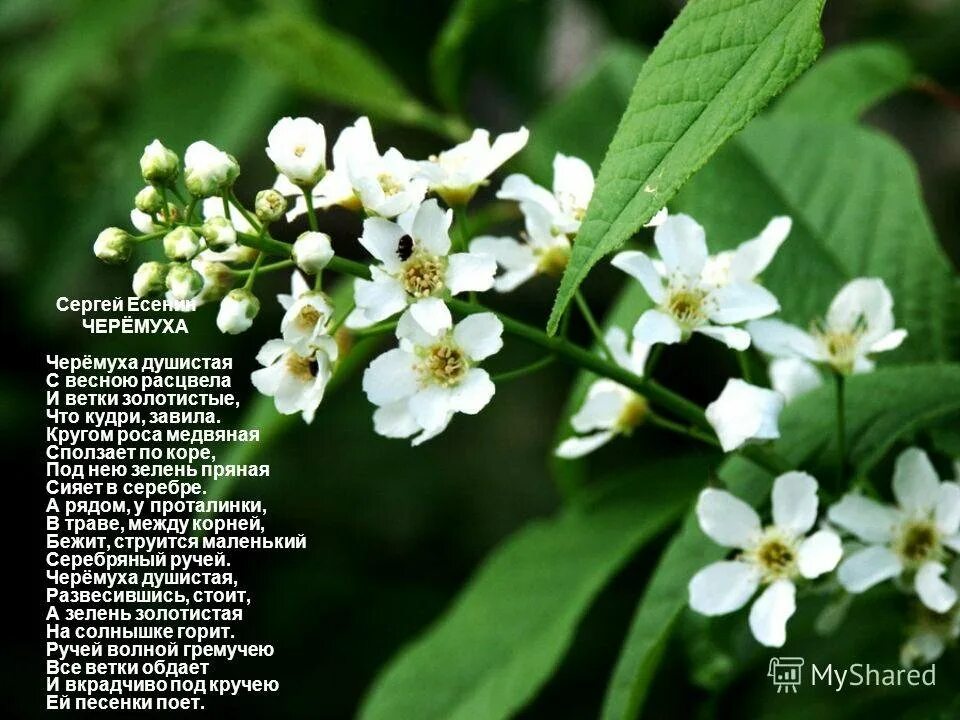 Статус про черемуху