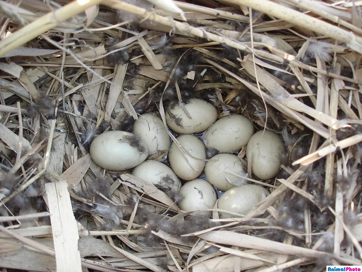 Утиное яйцо дикой утки. Яйца дикой утки кряквы. Яйцо дикой утки. Утка кряква гнездо. Очковая гага птенцы.