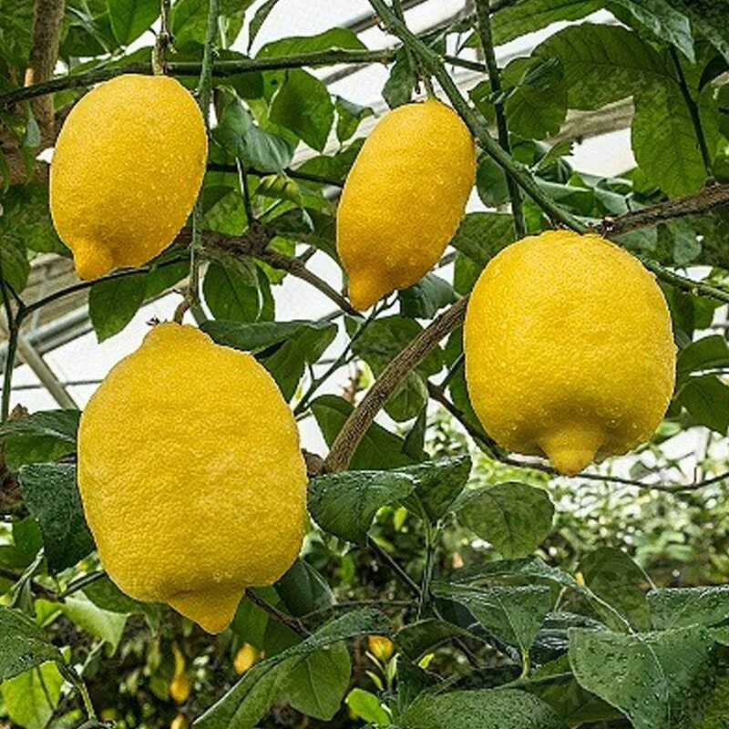 Лимон это гибрид. Лимон Цитрон. Лимон Императорский Цитрон. Лимон Мелароза Могилевская. Лимон Сиракузано.