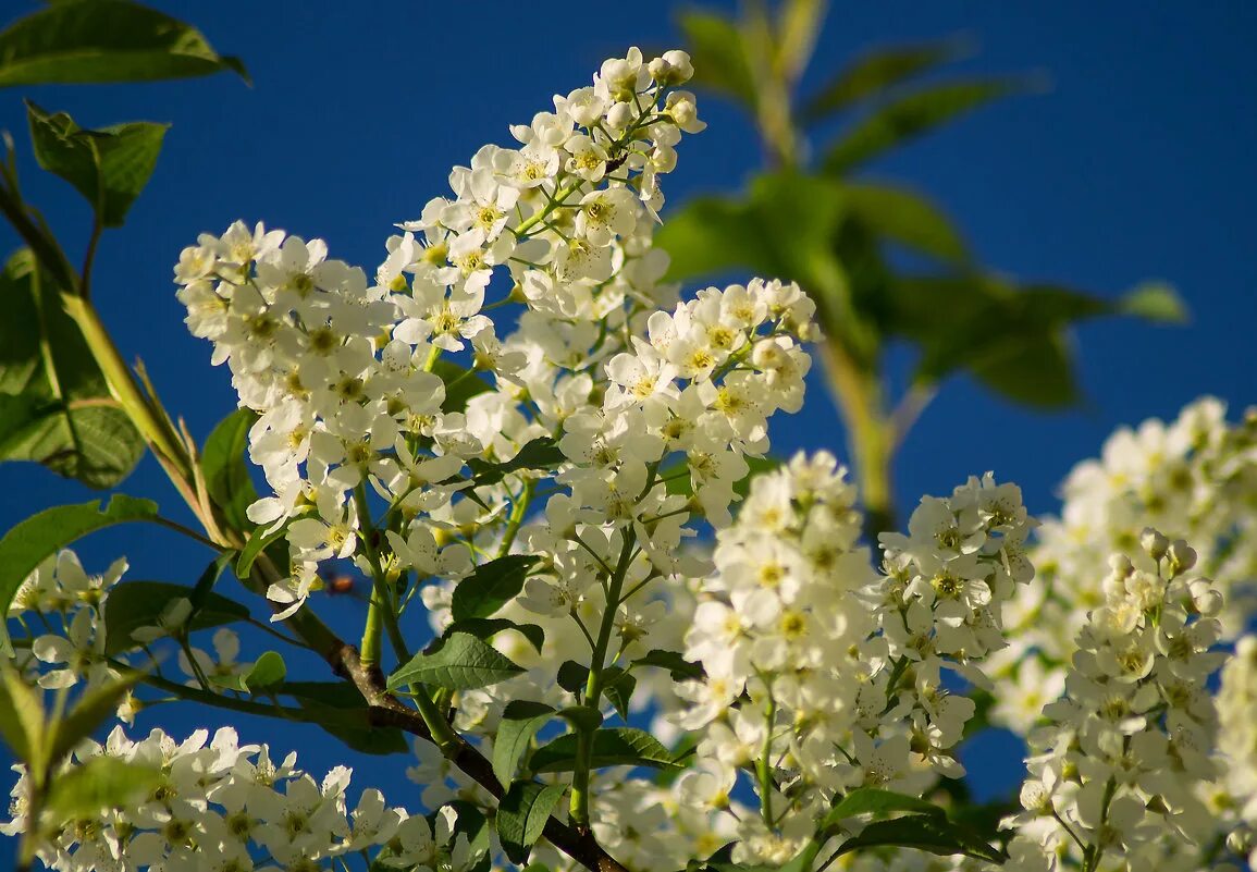 черемуха азиатская цветки. черемуха синяя. черемуха сьори. цвет черемухи похожие. соцветие черемухи.