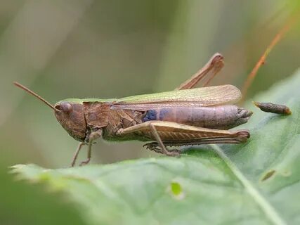 Файл:Chorthippus dorsatus weibchen.jpeg — Вікіпедія.