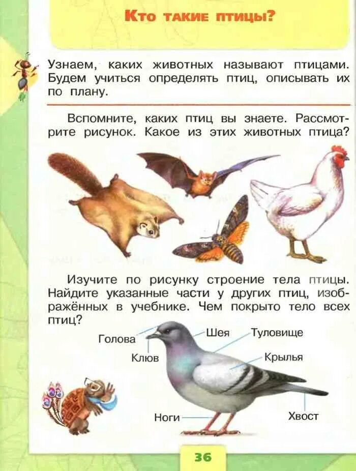 Окружающий мир. Птицы. Птицы 1 класс окружающий мир. Кто такие птицы 1 класс окружающий мир. Окружающей мир первый класс птицы.