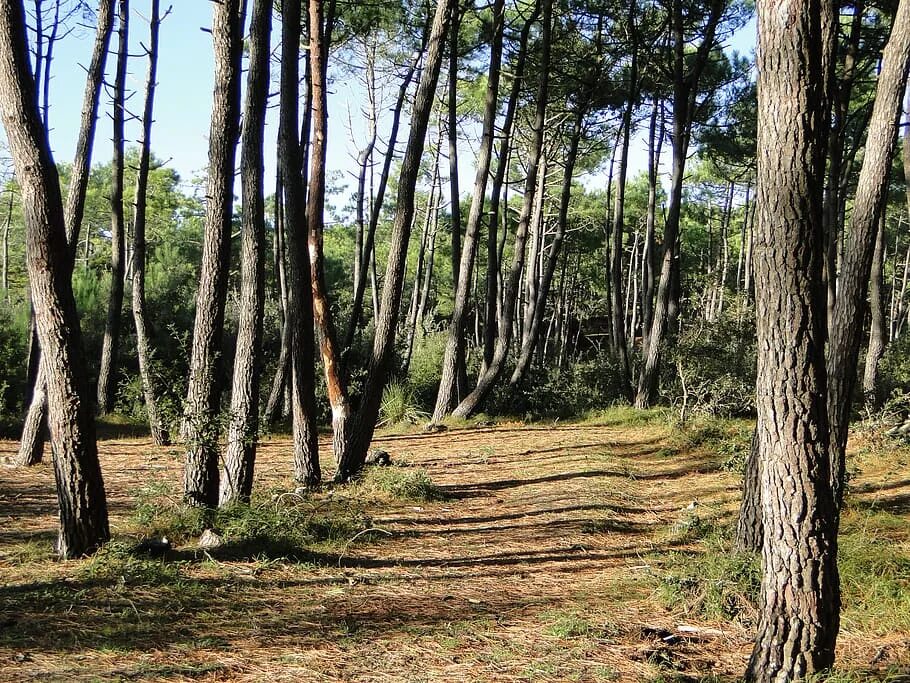 Forest side
