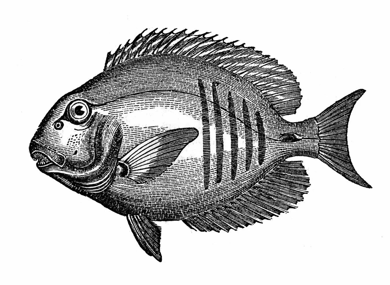 Рыба исключение. Рыба черно белая. Рыба рисунок. Рыбка черно белая. Рыба гравюра.