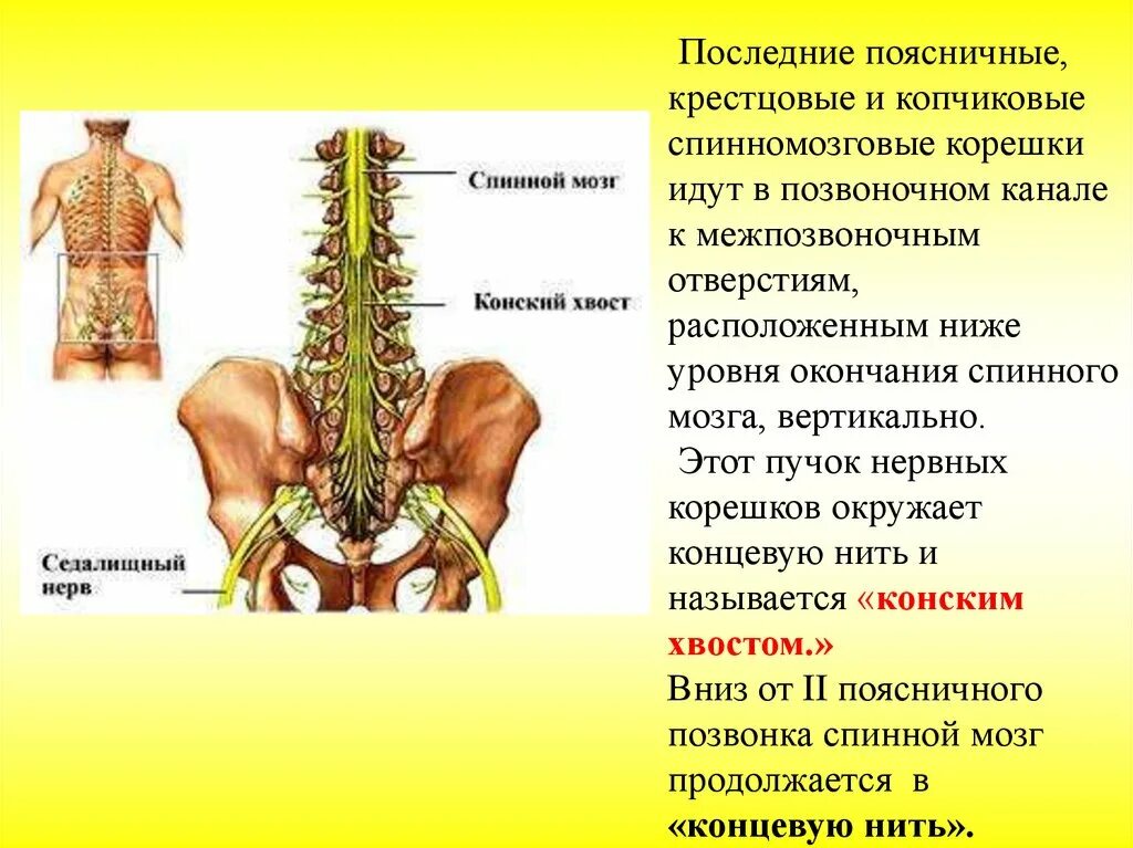 Поясничные спинномозговые нервы. Задние ветви поясничных спинномозговых нервов. Где находится спинной мозг. Развитие спинного мозга.