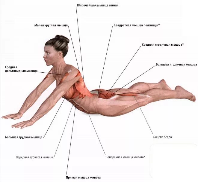 Поясница какие мышцы. Растяжка мышц спины упражнения. Растяжка мышц поясницы. Упражнения для растяжки мышц поясницы. Квадратная мышца спины упражнения.