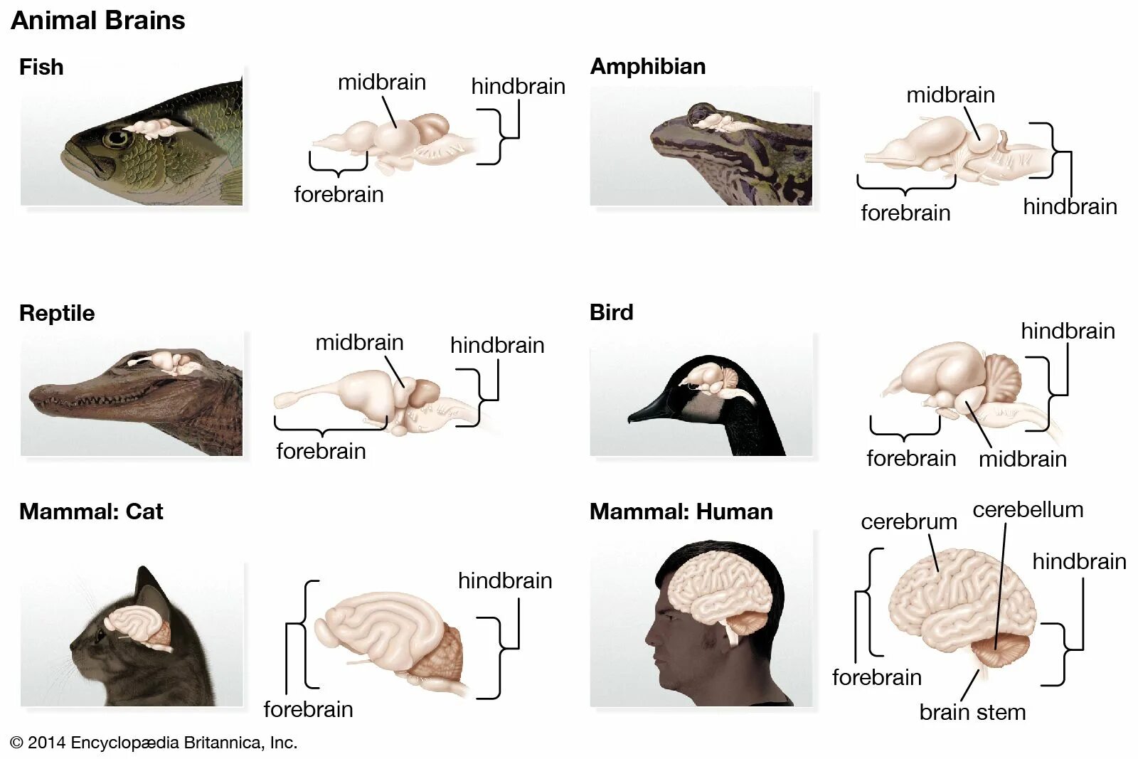 Brain fish. Домашние животные и мозг. Брейн до. People and animal's Brain.