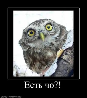 Ев чо